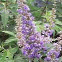 Vitex agnus-castus 2